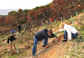 Jornades de Reforestació en Peguera.