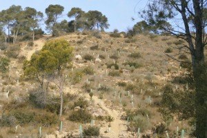Programa d'educació ambiental Calvià Es Planta.
