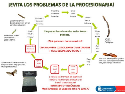 Planta cara a la processionària.