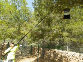 Campanya contra la processionària.