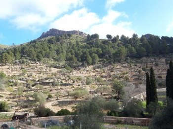 Recuperació de marjades d'olivar a finca Galatzó.