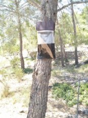 Lliurament de trampes contra la processionària.