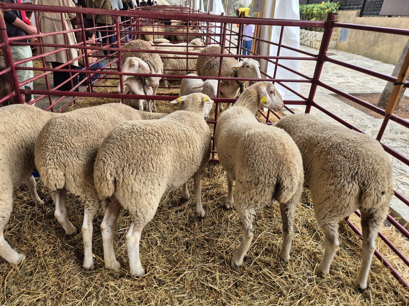 Calvià impulsa la reactivació del sector agrari i ramader amb una convocatòria d'ajudes econòmiques.