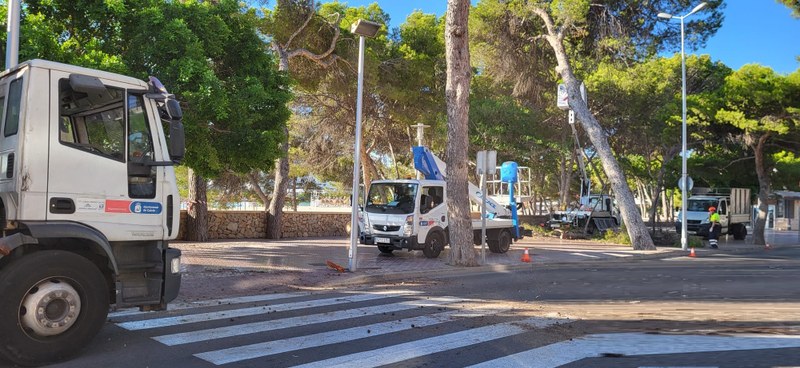 Calvià tala dos pins a la platja de Palmanova dins del pla municipal d’avaluació de l’arbrat urbà.