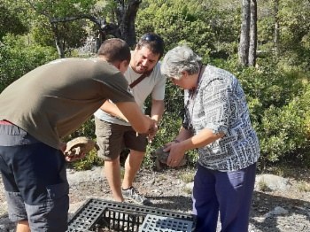 Greek tortoise release in Galatzó.