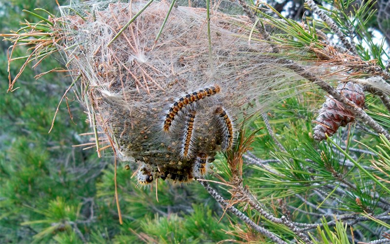 Calvià reminds residents that now is the time to act to stop the pine processionary caterpillar in the municipality.