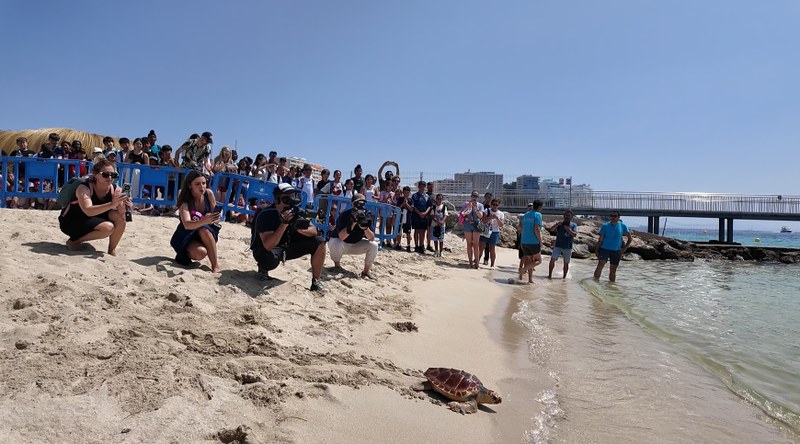 Sea turtle released on Magaluf beach.