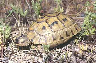 TORTUGA MORA