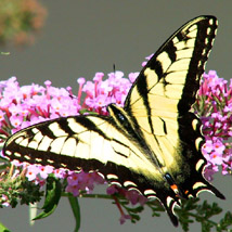 MARIPOSA 2