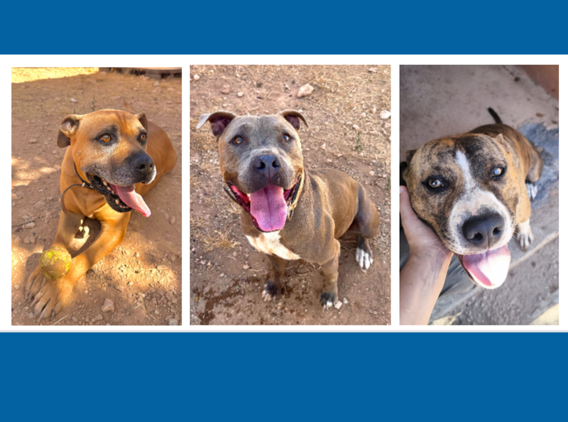 Adopta