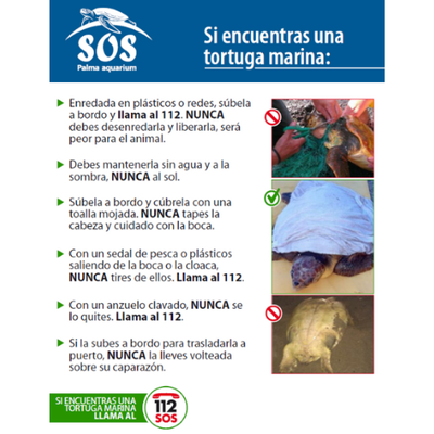Si encuentras una tortuga marina.png