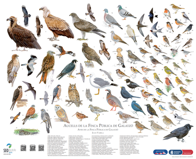 AVES FINCA GALATZO.png