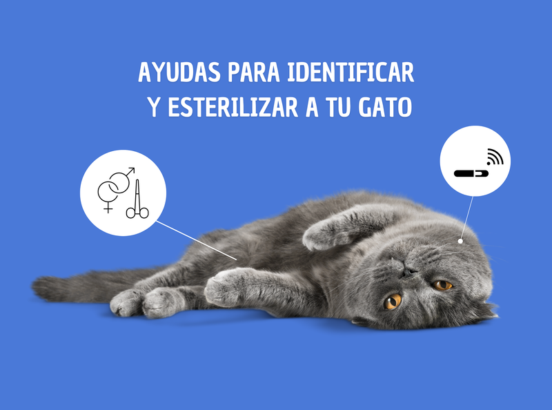 AYUDAS para IDENTIFICAR y ESTERILIZAR a tu gato