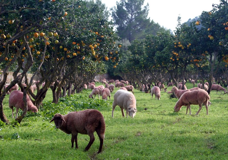 Selección de ENTIDAD DE CUSTODIA del Territorio para la GESTIÓN AGROAMBIENTAL de la Finca Galatzó