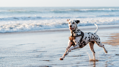 Playa_para_Perros_Calvià.png