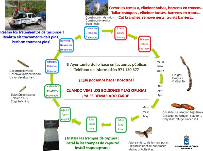 STOP a la Procesionaria.