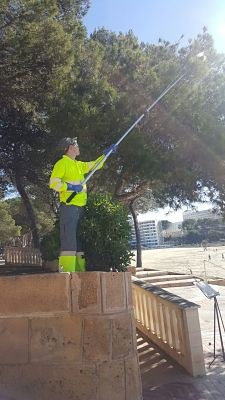 Actuación en Peguera contra la procesionaria.