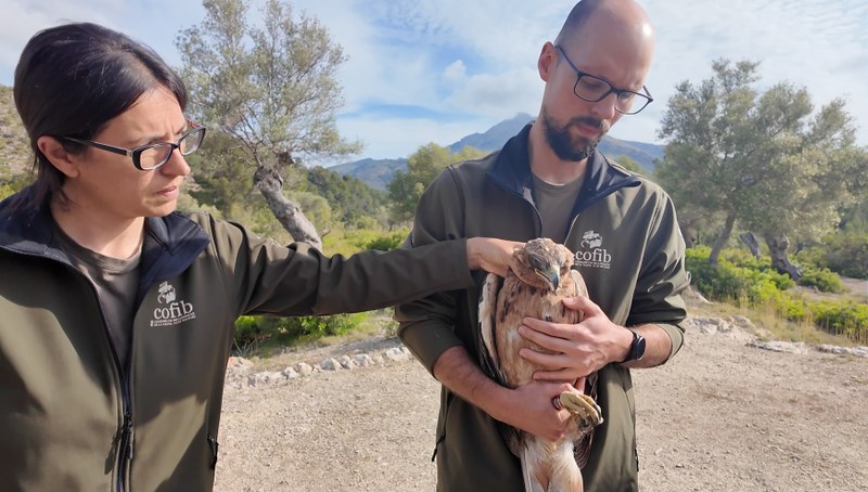 La Finca Galatzó de Calvià, santuario natural con la reintroducción del águila de coa barrada.